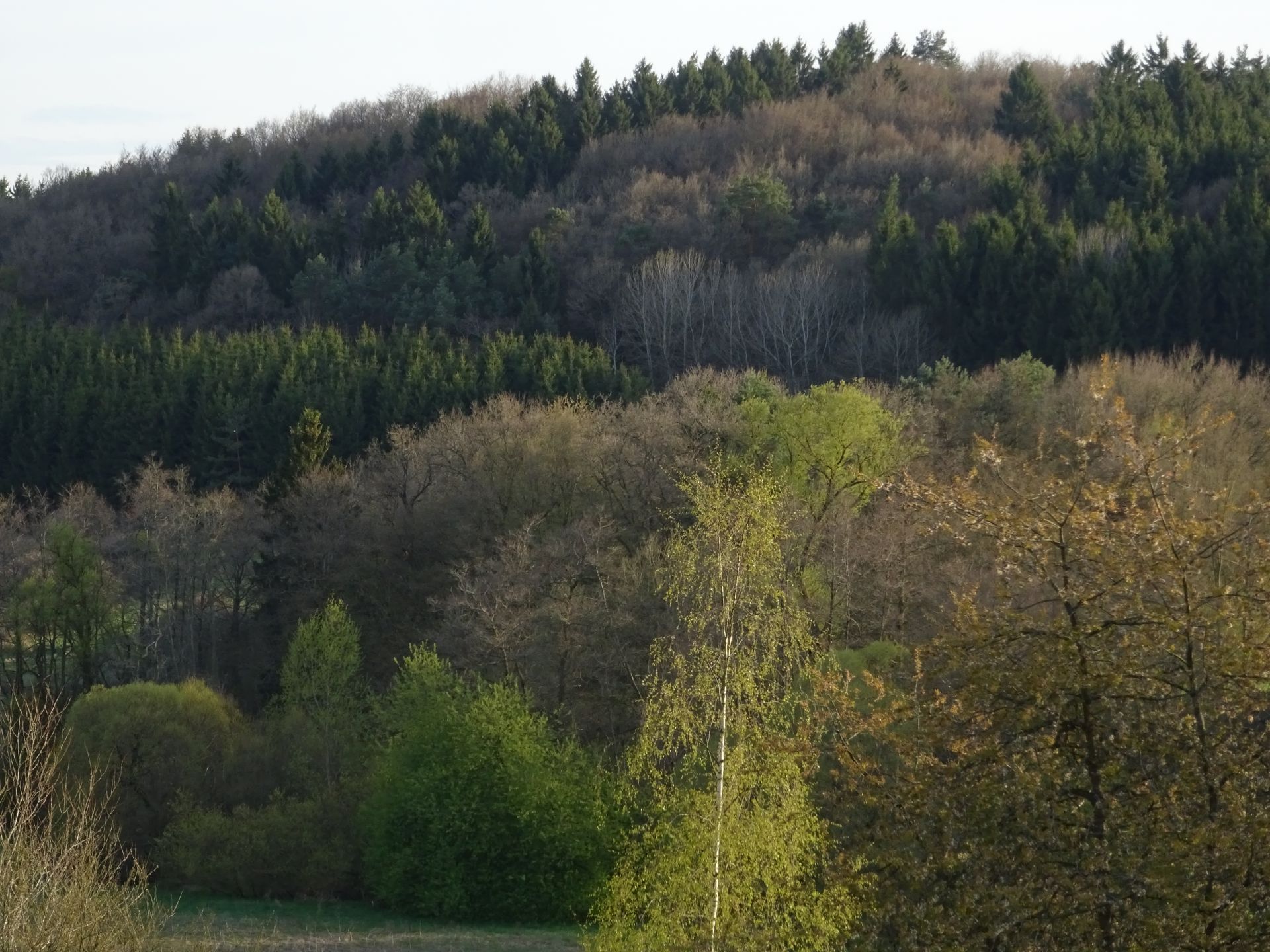 DSC01515.jpg